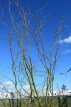 Parrotia persica-meerstammig 200-250 C70 Parrotia persica (meerstammig) 200-250 C70 PERZISCH IJZERHOUT