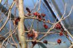 Parrotia persica-meerstammig 200-250 C70 Parrotia persica (meerstammig) 200-250 C70 PERZISCH IJZERHOUT