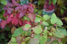 Parthenocissus T. ‘Veitchii Boskoop’ 50/60 C