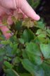 Parthenocissus tricuspidata ‘Veitchii’ 50/60 C Parthenocissus tricuspidata ‘Veitchii’| Wilde wingerd 50-60 C