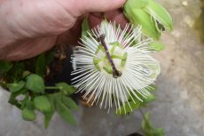 Passiflora caerulea ‘Constance Elliot’ | Passiebloem 50-60 C