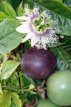 Passiflora edulis 20/30 C Passiflora edulis | Passiebloem 20-30 C
