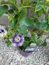 Passiflora edulis | Passiebloem 20-30 C