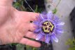 Passiflora ‘Purple Haze’ 50/60 C Passiflora ‘Purple Haze’ | Passiebloem 50-60 C