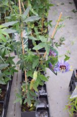 Passiflora ‘Purple Haze’ 50/60 C Passiflora ‘Purple Haze’ | Passiebloem 50-60 C
