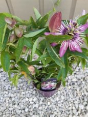 Passiflora x violacea 'Victoria' | Passiebloem 20-30 C