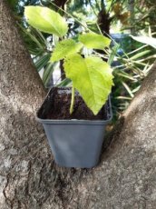 Paulownia tomentosa (=Imperialis) - PROMO - Keizersboom 10-15 P9