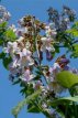 Paulownia tomentosa 40/50 C3 Paulownia tomentosa(=Imperialis) - Keizersboom 40-50  C3