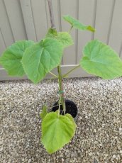 Paulownia tomentosa 40/60 C Paulownia tomentosa(=Imperialis) - Keizersboom 40-60 C