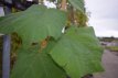 Paulownia tomentosa 10/12 HO Paulownia tomentosa (Imperialis)  10/12 HO KEIZERSBOOM