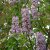 Paulownia tomentosa 10/12 HO Paulownia tomentosa (Imperialis)  10/12 HO KEIZERSBOOM