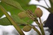 Paulownia tomentosa 10/12 HO Paulownia tomentosa (Imperialis)  10/12 HO KEIZERSBOOM