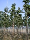 Paulownia tomentosa (Imperialis)  10/12 HO KEIZERSBOOM