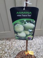 Pawpaw Asimina triloba ‘Tropical Treat'® | 50-60 C5 | Pawpaw-Prairiebanaan