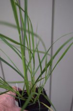 Pennisetum alopecuroides  ‘Japonicum’(=foxtrot) | Lampepoetsersgras 170 P9