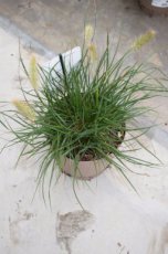 Pennisetum alopecuroides  ‘Little Bunny’ | Lampepoetsersgras 25 P9