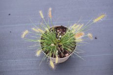 Pennisetum alopecuroides  ‘Little Honey’ | Lampepoetsersgras  25 P9