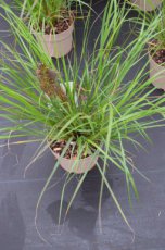 Pennisetum alopecuroides ‘Viridescens’ | Lampepoetsersgras 50 P9