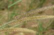 Pennisetum incomptum 100 P9 Pennisetum incomptum(=flacidum) | Lampepoetsersgras 100 P9