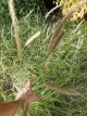 Pennisetum incomptum 100 P9 Pennisetum incomptum(=flacidum) | Lampepoetsersgras 100 P9