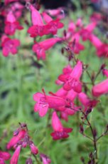 Penstemon ‘Andenken An F. Hahn’ (= ‘Garnet’) | Slangenkop-Schildpadbloem 70 P9