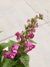 Penstemon hybr. 'Purple Passion' | Slangenkop-Schildpadbloem 60 P9