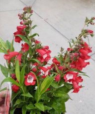 Penstemon 'Rubicunda' | Slangenkop-Schildpadbloem 80 P9