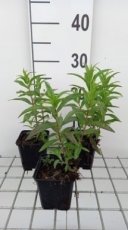 Penstemon hybr. 'Sour Grapes' | Slangenkop-Schildpadbloem 40 P9