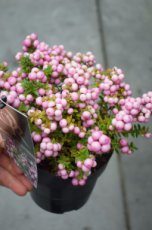 Pernettya mucronata ‘Rosea’(=Gaultheria) - Parelbes 20-25 C