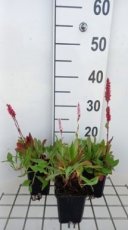 Persicaria affinis 'Dimity' | Duizendknoop 25 P9