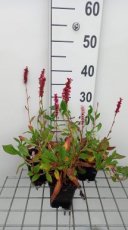 Persicaria affinis 'Donald Lowndes' | Duizendknoop 25 P9