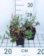 Persicaria affinis 'Kabouter' | Duizendknoop 15 P9