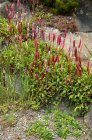 Persicaria affinis ‘Superba’ PROMO - 24 st. | Duizendknoop 15 P9