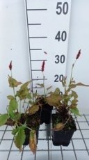 Persicaria amplexicaulis 'Anne's Choice'® | Duizendknoop 70 P9