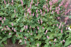 Persicaria amplexicaulis ‘Early Pink Lady’ | Adderwortel 120 P9