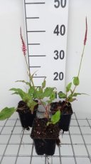 Persicaria amplexicaulis 'Fascination' | Duizendknoop 120 P9