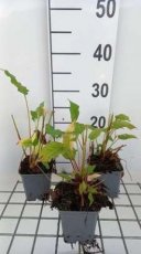 Persicaria amplexicaulis 'Lisan' | Duizendknoop 60 P9