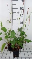 Persicaria amplexicaulis 'Rowden Gem' | Duizendblad 120 P9