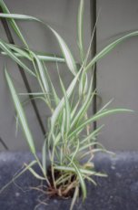 Phalaris arundinacea ‘Feesey’ | Kanariegras 100 P9 (WINTERGROEN)