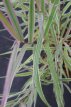 Phalaris arundinacea ‘Picta’ 80 P9 Phalaris arundinacea ‘Picta’ | Kanariegras 80 P9 (WINTERGROEN)