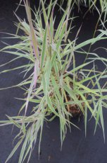 Phalaris arundinacea ‘Picta’ | Kanariegras 80 P9 (WINTERGROEN)