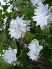 Philadelphus ‘Bouquet Blanc’ - wit-Boerenjasmijn  50-60 C