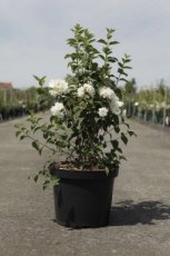 Philadelphus 'Dame Blanche' 80/100 C10 Philadelphus ‘Dame Blanche’ - wit-Boerenjasmijn 80-100 C10