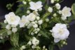 Philadelphus 'Innocence®' 50/60 C4 Philadelphus 'Innocence®' - wit - Boerenjasmijn 50-60 C4