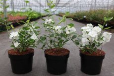 Philadelphus 'Innocence®' - wit - Boerenjasmijn 50-60 C4