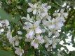 Philadelphus ‘Lemoinei’ 50/60 C Philadelphus ‘Lemoinei’ - wit- Boerenjasmijn 50-60 C4