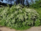 Philadelphus ‘Lemoinei’ - wit- Boerenjasmijn 50-60 C4