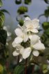 Philadelphus 'Little White Love® 30/40 C4 Philadelphus 'Little White Love® - wit - Boerenjasmijn  30-40 C4