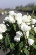 Philadelphus 'Little White Love® 30/40 C4 Philadelphus 'Little White Love® - wit - Boerenjasmijn  30-40 C4