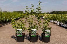 Philadelphus 'Little White Love® - wit - Boerenjasmijn  30-40 C4